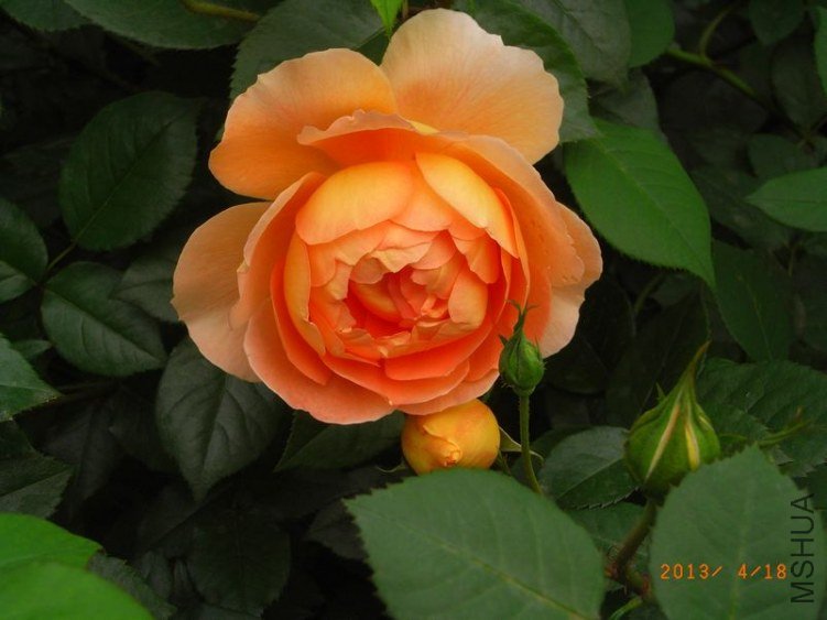 RIMG1578.JPG