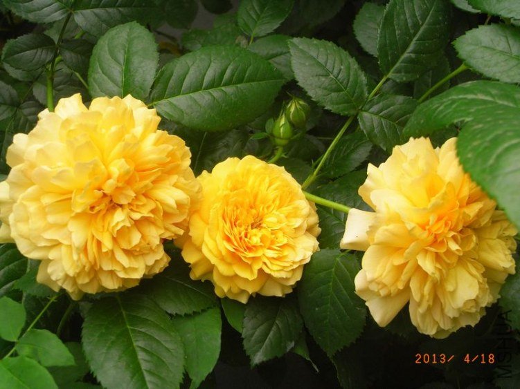RIMG1587.JPG