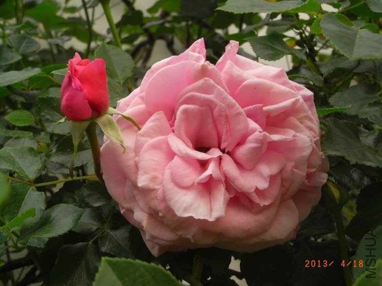 RIMG1585.JPG