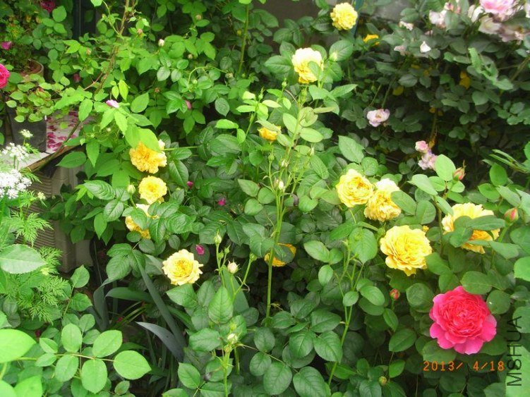 RIMG1580.JPG