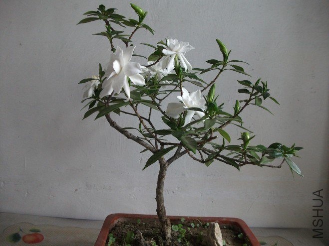 conew_��Ƭ 001.jpg