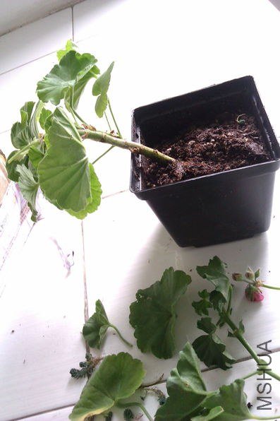 IMAG0213_����.jpg
