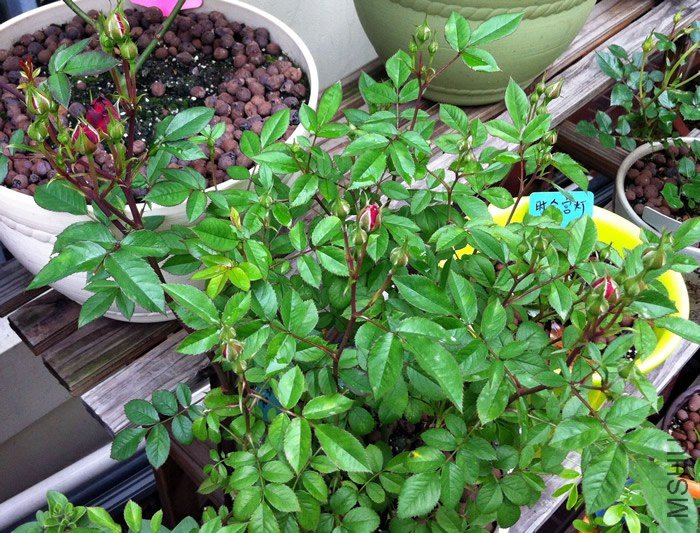 ��ʯõ�� ����Ħ��20130424.jpg