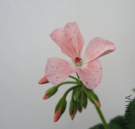 ϲ��������