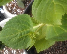 QQ��ͼ20130424124046.jpg