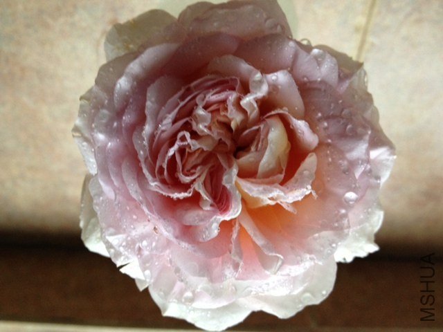 ���㣬Ҷ������ɳ