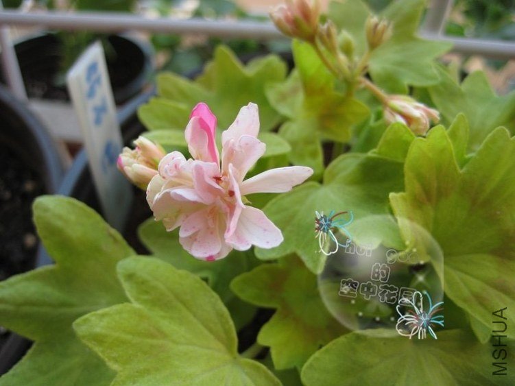 Vectis Sparkler��ʯ3.jpg