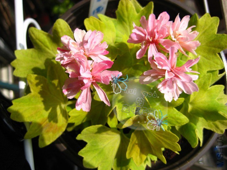 Vectis Sparkler��ʯ5.jpg