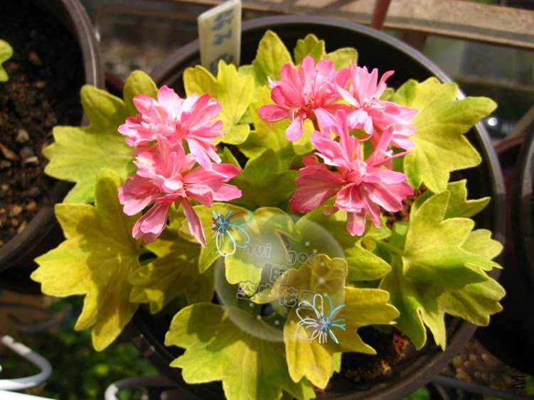 Vectis Sparkler��ʯ6.jpg