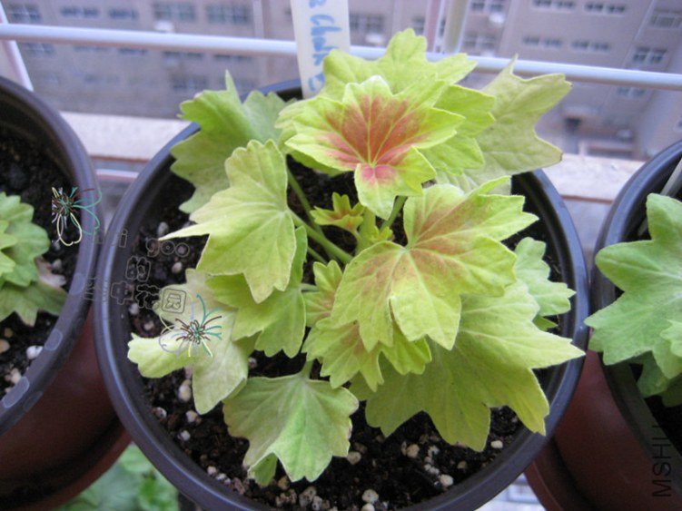 ��Ҷ��Maz Chalk��˹ �ǿ�.jpg