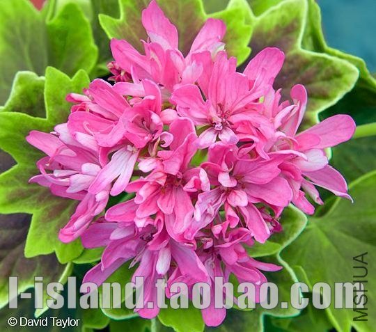 ��Ҷ��Maz Chalk��˹ �ǿ�1.jpg