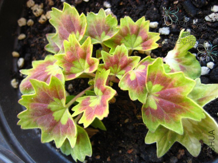 ��Ҷmini���ط�Ҷ�� Liza Jo .jpg