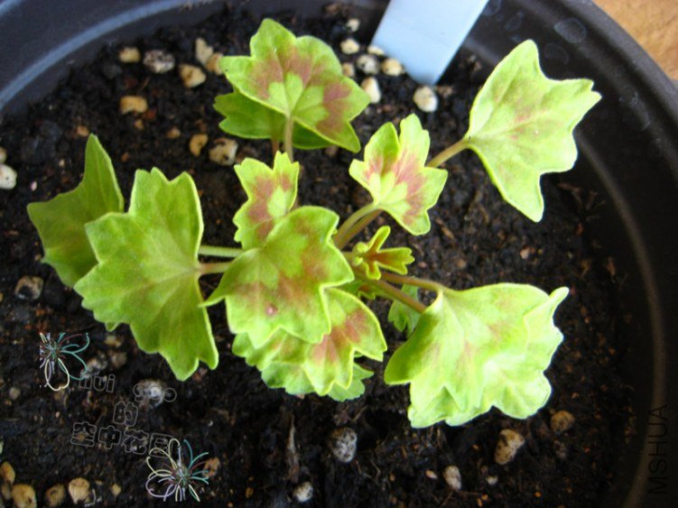 mini�� ��Ҷ��Priory-Star ������֮��.jpg