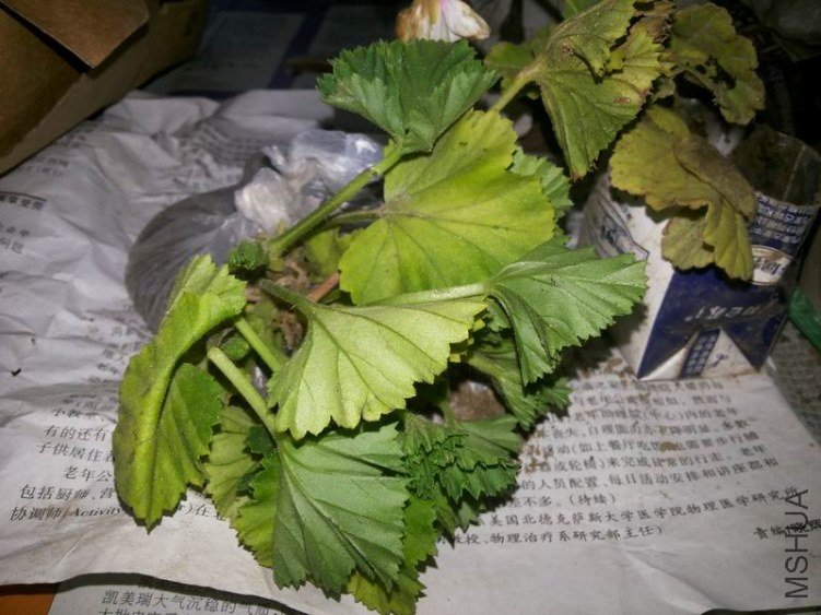 ������С 20130424_104437.jpg