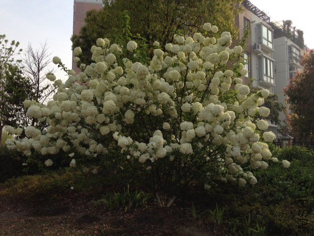 ľ������20130413 001.JPG