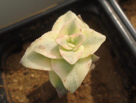 ������   �����Һ���ɫ��  �ٺ�