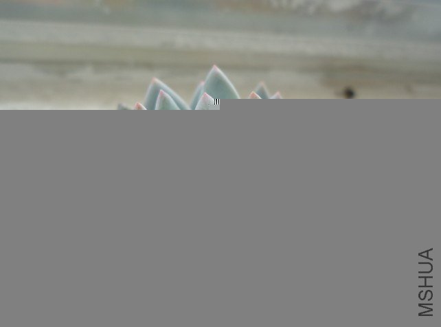 �Ǻ�   ϲ�������̬