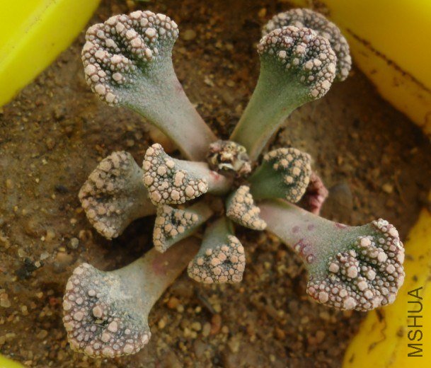 ���Ӻܿ���