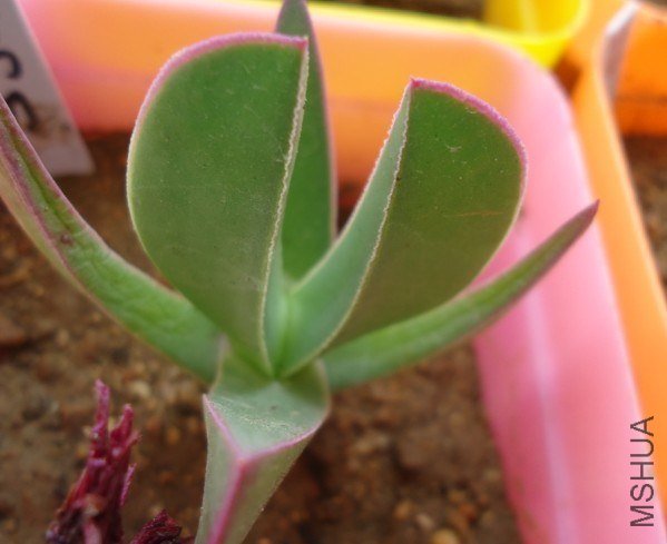 ����ɰ��ɣ�