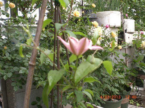 CIMG2835_����.jpg