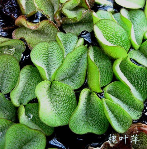 ���ֵĺ���ͼһ����