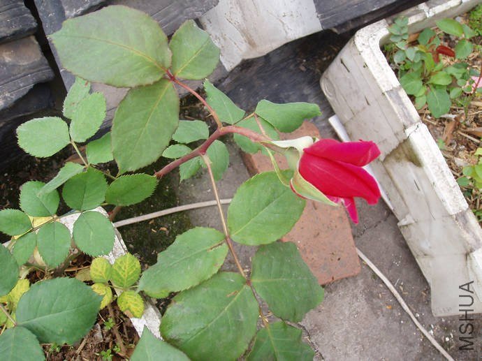 057S0005.jpg