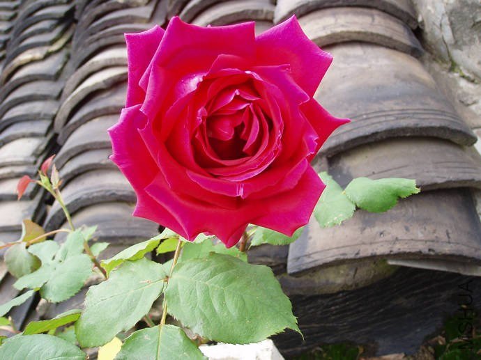 057S00014.jpg
