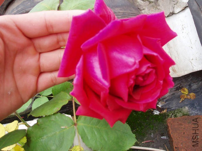 057S00013.jpg