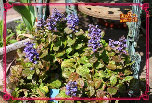 ��Ƭ 081_����.jpg