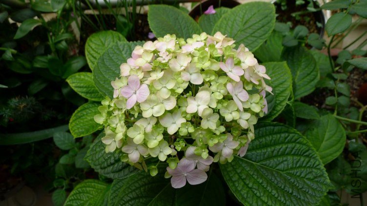 P1010848-1.jpg