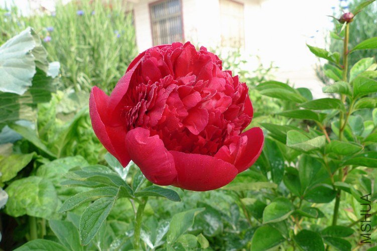 P1060878_����.jpg