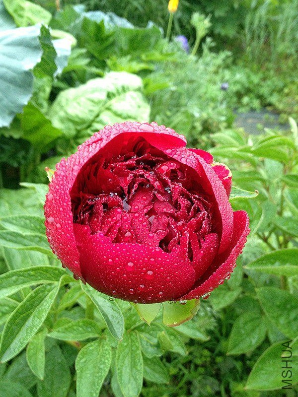 IMG_0035_����_����.jpg