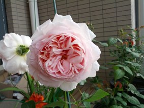 IMG_20130425_065830.jpg
