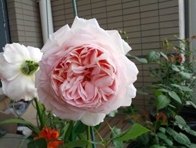 IMG_20130425_065829.jpg