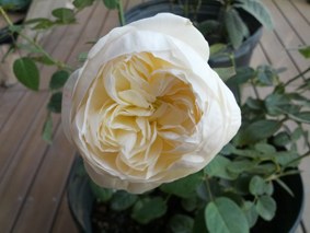 IMG_20121208_150954.jpg