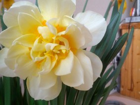 IMG_20130321_170432.jpg