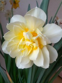 IMG_20130321_170342.jpg
