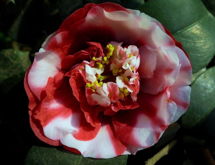 P2000015.jpg