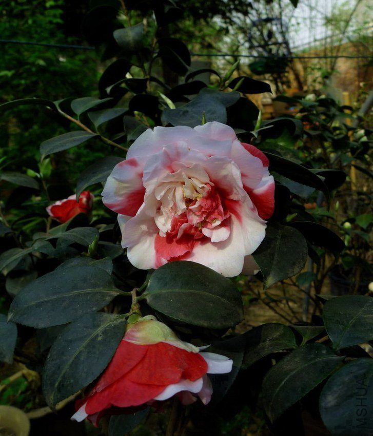 P2000144.jpg