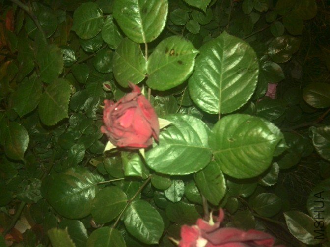 20130425102058.jpg