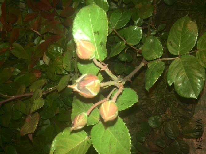 20130425102119.jpg