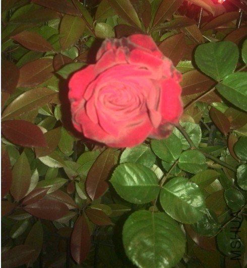 20130425102143.jpg