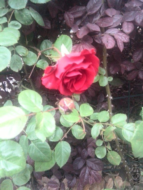 20130425102426.jpg
