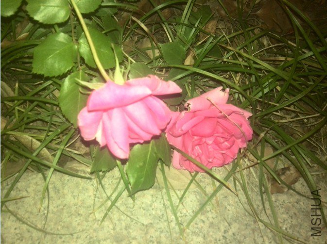 20130425102157.jpg