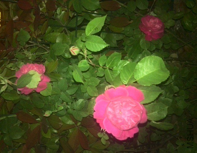 20130425102216.jpg