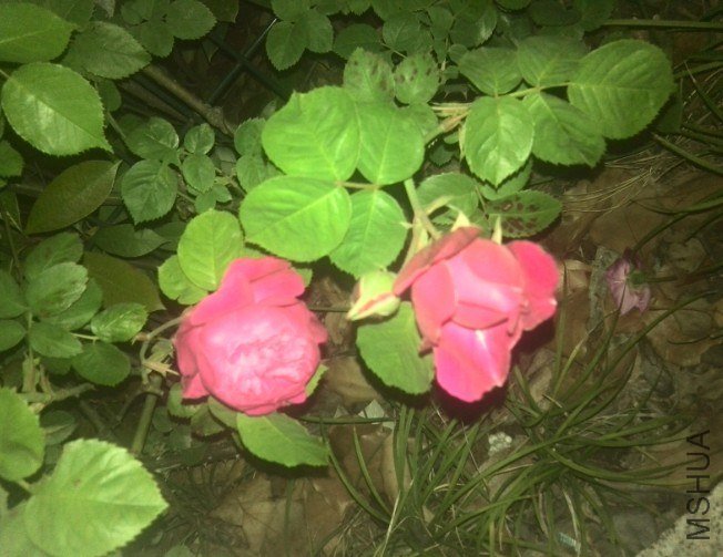 20130425102247.jpg