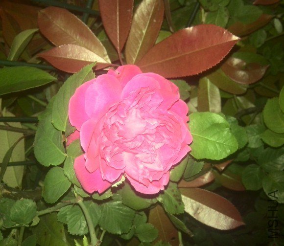 20130425102259.jpg