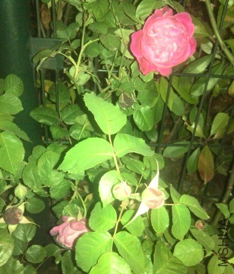 20130425102342.jpg