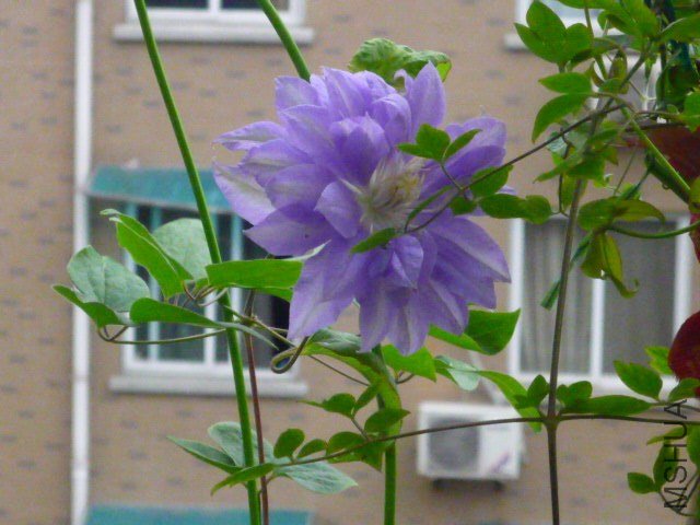 P1080396.JPG