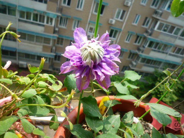 P1080423.JPG